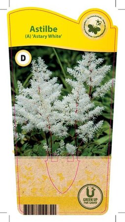 Astilbe are. 'Astary White'