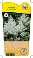 Astilbe are. 'Astary White'