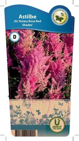 Astilbe 'Astary Rose'