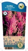 Astilbe 'Astary Rose'