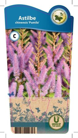 Astilbe chin. 'Pumila'
