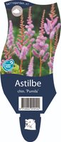 Astilbe chin. 'Pumila'