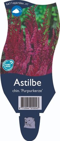Astilbe chin. 'Purpurkerze'