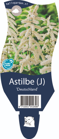 Astilbe 'Deutschland'
