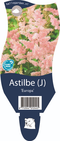 Astilbe 'Europa'