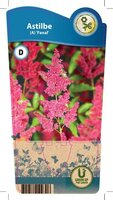 Astilbe 'Fanal'
