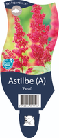 Astilbe 'Fanal'