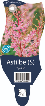 Astilbe 'Sprite'