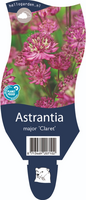 Astrantia m. 'Claret'