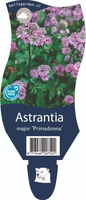 Astrantia m. 'Primadonna'