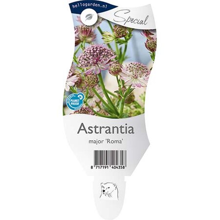 Astrantia m. 'Roma'