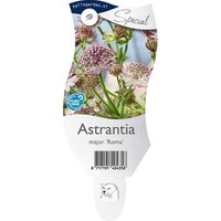 Astrantia m. 'Roma'