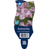 Astrantia m. 'Rosensinfonie'