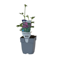 Astrantia m. 'Venice' - afbeelding 2