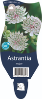 Astrantia major