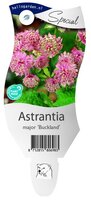 Astrantia major 'Buckland'
