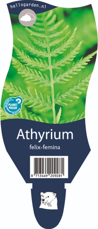Athyrium felix-femina P11