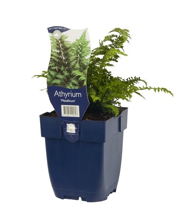 Athyrium nip. 'Metallicum'