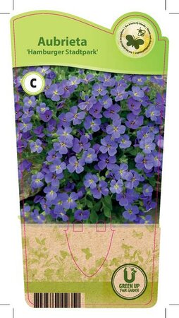 Aubrieta 'Hamburger Stadtpark'