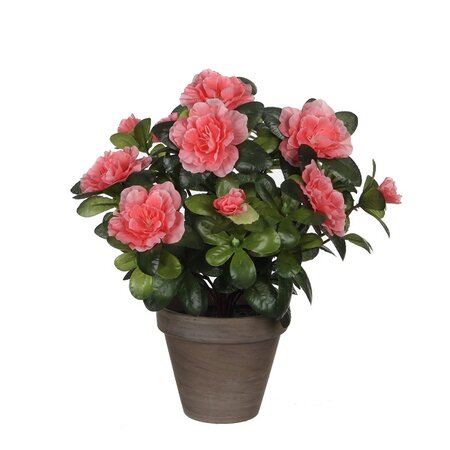 Azalea in pot H27 CM perzik (Zijde-plant)