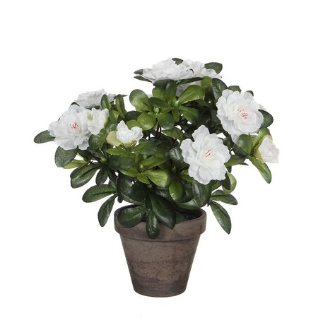 Azalea in pot H27 CM wit (Zijde-plant)