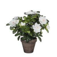 Azalea in pot H27 CM wit (Zijde-plant)