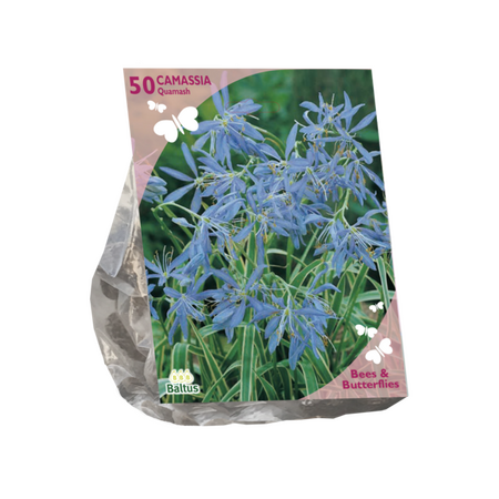 B&b - camassia quamash 50st
