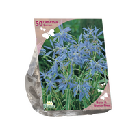 B&b - camassia quamash 50st