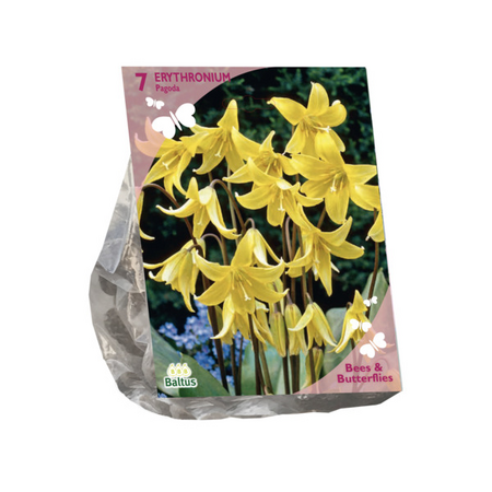 B&b - erythronium 7st