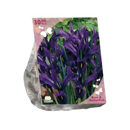 B&b - iris reticulata. blauw 30st