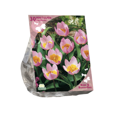 B&b - tulipa bakari lilac 30st