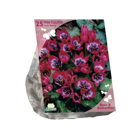 B&b - tulipa little beauty 25 st