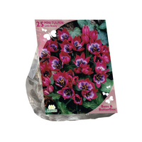 B&b - tulipa little beauty 25 st