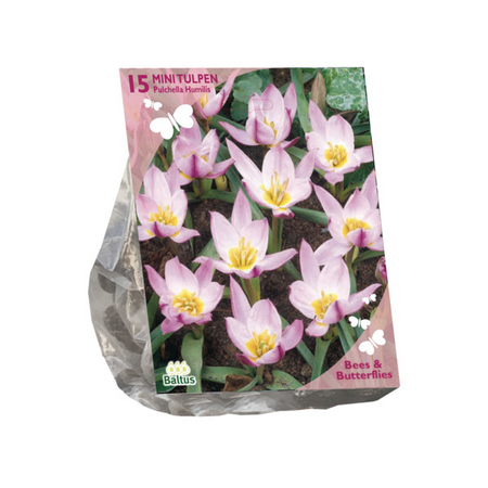 B&b - tulipa pulchella humilis 15st