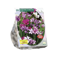 Babiana stricta mix 30st