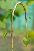 Bamboestok gebogen h60cm naturel - afbeelding 3