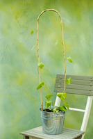 Bamboestok gebogen h60cm naturel - afbeelding 2