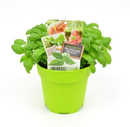 Basilicum