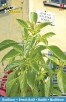 Basilicum piccolo fogl 1.5g - afbeelding 3
