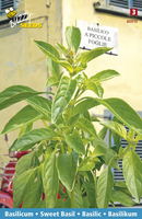 Basilicum piccolo fogl 1.5g - afbeelding 4