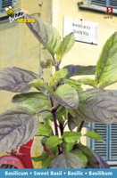 Basilicum santo 1.5g - afbeelding 3