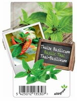 Basilicum Thaise - afbeelding 2
