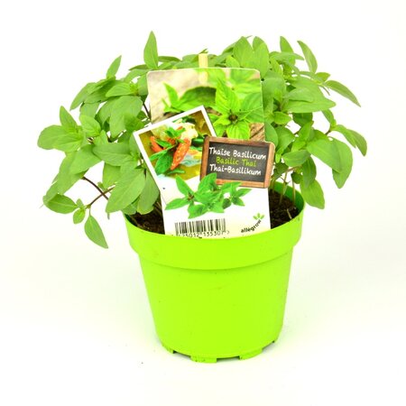 Basilicum Thaise - afbeelding 1
