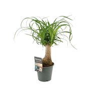 Beaucarnea recurvata