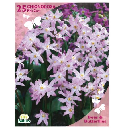 Bees - chionodoxa pink giant 25st