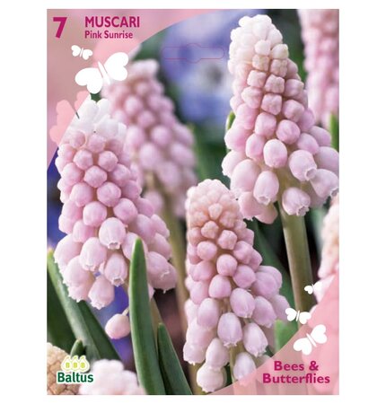 Bees - muscari pink sunrise 7st