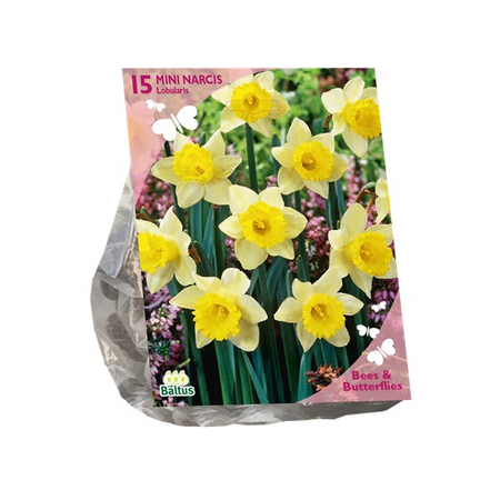 Bees - narcissus lobularis 15st
