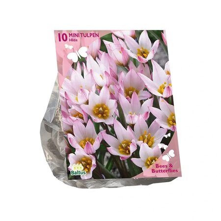 Bees - tulipa cretica hilde 10st