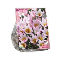 Bees - tulipa cretica hilde 10st