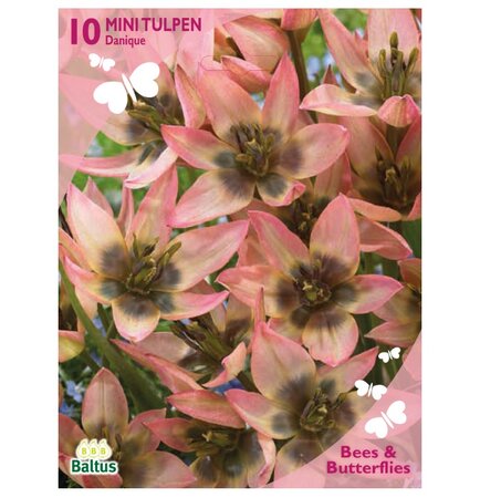 Bees - tulipa danique 10st